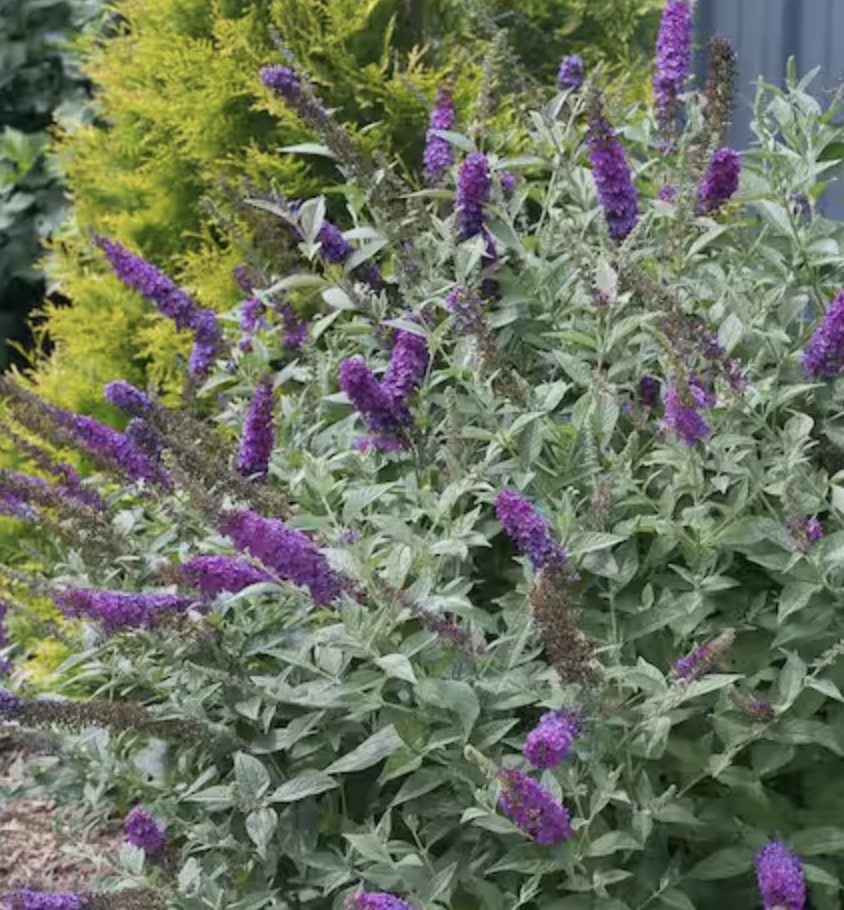 <p><a href="https://go.redirectingat.com?id=74968X1596630&url=https%3A%2F%2Fwww.homedepot.com%2Fp%2FPROVEN-WINNERS-1-Gal-Miss-Violet-Butterfly-Bush-Buddleia-Live-Shrub-Purple-Flowers-BUDPRC1196101%2F206829614&sref=https%3A%2F%2Fwww.housebeautiful.com%2Flifestyle%2Fgardening%2Fg43854993%2Foutdoor-plants-for-patio%2F" rel="nofollow noopener" target="_blank" data-ylk="slk:Shop Now;elm:context_link;itc:0;sec:content-canvas" class="link rapid-noclick-resp">Shop Now</a></p><p>Violet Butterfly Bush (Buddleia)</p><p>Home Depot</p><p>$31.97</p>