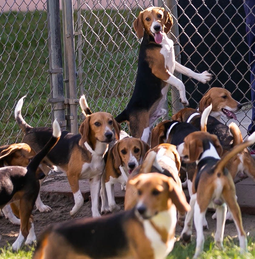 These rescued beagles will soon be available for adoption in Ocala.