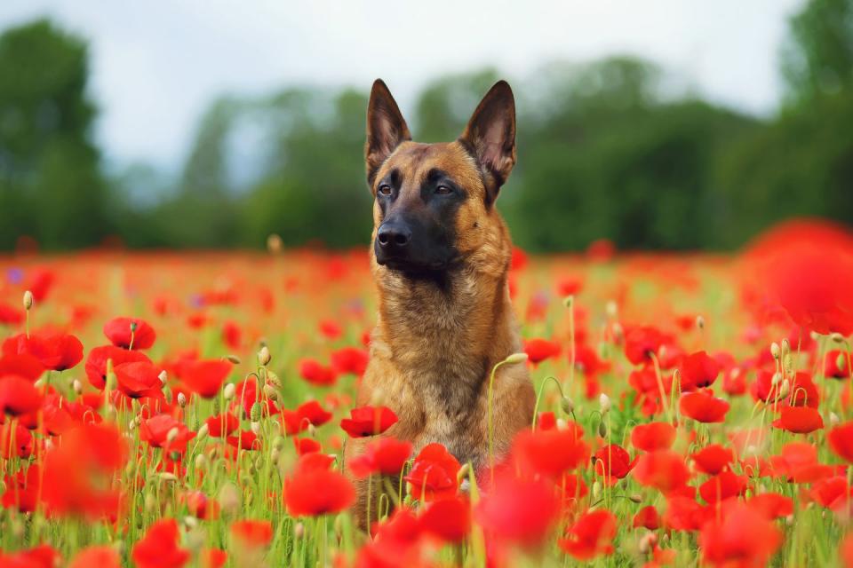Belgian Malinois Dog Red Flowers