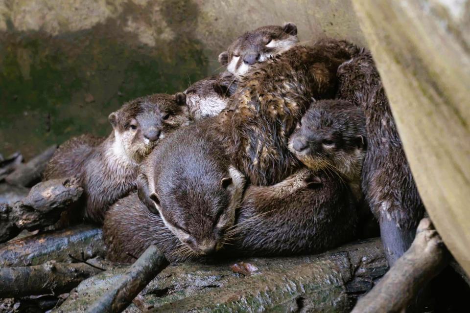 春日綿綿正好眠，動物園內的小爪水獺隨時都是好眠日