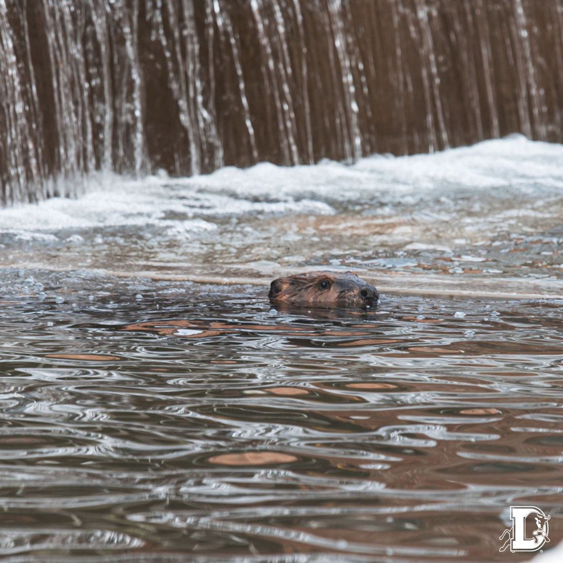 Durham Bulls production designer Paxton Rembis sighted a beaver in the river flowing through American Tobacco Campus on Monday, January 30, 2023. Paxton Rembis/Durham Bulls