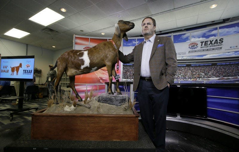 Eddie Gossage, Texas Motor Speedway president and general manager, poses with the taxidermy goat "Lil Dale" so named because of the white No. 3 in its coat after it was unveiled to media a NASCAR auto race availability at Texas Motor Speedway in Fort Worth, Texas, Friday, April 8, 2016. The Nubian goat from Interlachen, Fla., will be displayed permanently at TMS. (AP Photo/Tim Sharp)