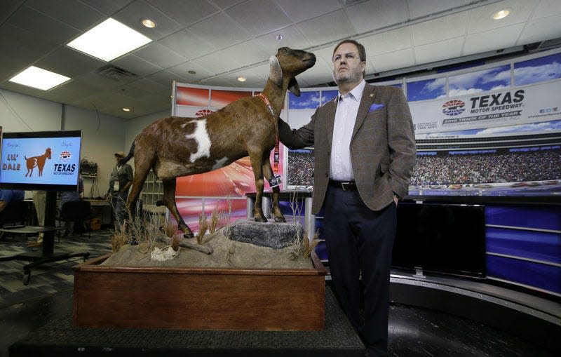 Eddie Gossage, presidente y gerente general del Texas Motor Speedway, posa con la cabra taxidermia "Lil Dale" Llamado así por el número 3 blanco en su pelaje después de que se dio a conocer a los medios la disponibilidad de una carrera de autos de NASCAR en el Texas Motor Speedway en Fort Worth, Texas, el viernes 8 de abril de 2016. La cabra nubia de Interlachen, Florida, mostrarse permanentemente en TMS.  (Foto AP/Tim Sharp)