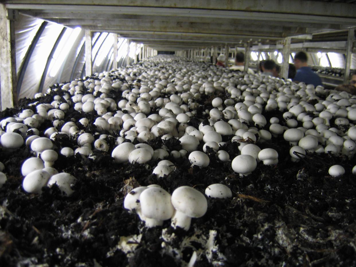 Mushroom farm outside of Eger, Hungary