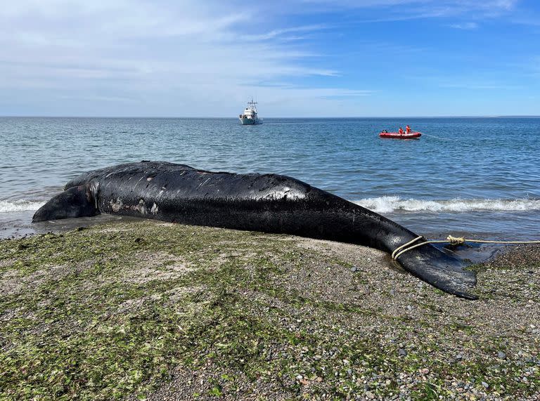 Al menos 14 ballenas francas australes muertas aparecieron en la costa del Golfo Nuevo y el santuario de Península Valdés en los últimos días. La causa de su muerte está siendo investigada, informó el Instituto de Conservación de Ballenas (ICB)