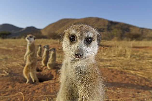 <p>"Les suricates prennent la pose, de Thomas Peschak.</p>