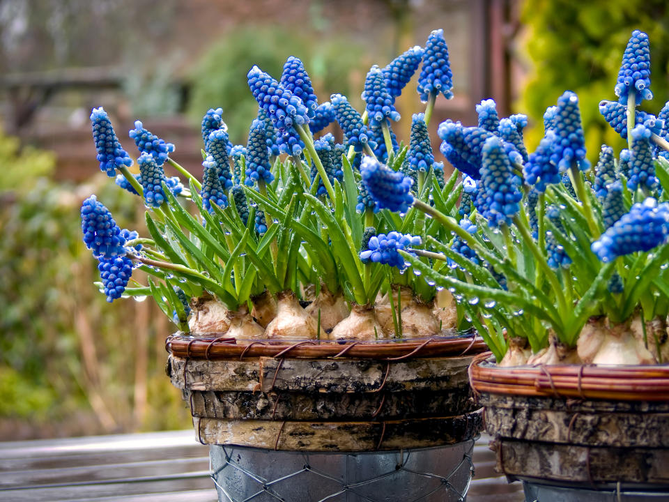 Hyacinths in pot