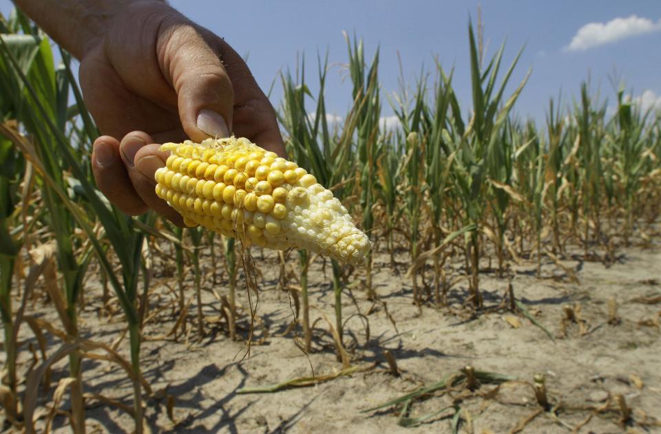 Steve Niedbalski shows his drought and heat stricken corn while chopping it down for feed Wednesday, July 11, 2012 in Nashville Ill. Farmers in parts of the Midwest are dealing with the worst drought in nearly 25 years. (AP Photo/Seth Perlman)