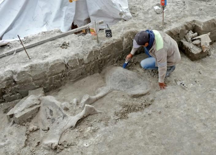 An expert works with mammoth bones discovered in Tultepec, Mexico, in this handout picture released by the country's National Institute of Anthropology (INAH) (AFP Photo/HO)