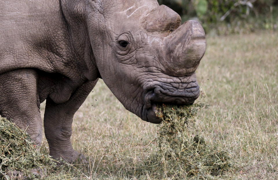 Sudan&nbsp;died at the age of 45, which is considered elderly for a rhino.&nbsp; (Photo: Thomas Mukoya/Reuters)