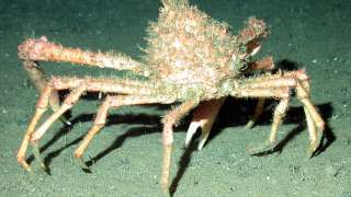 Spider crabs have arrived in Antarctic waters. (Photo by: HUM Images/Universal Images Group via Getty Images)