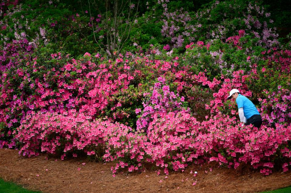 Rory McIlroy hits out of the Masters azaleas.