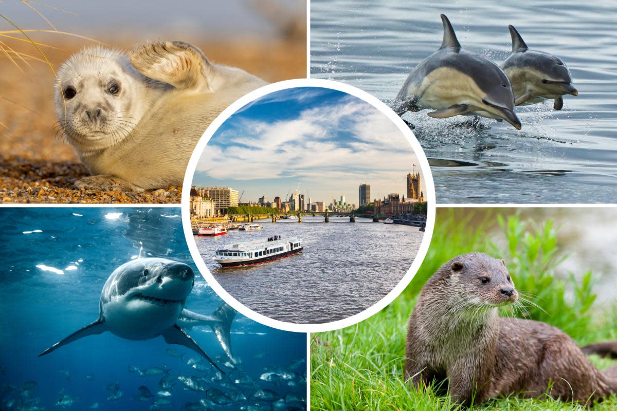Have you ever spotted these animals in the River Thames? <i>(Image: Getty)</i>