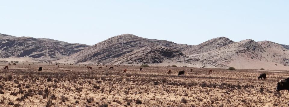 In a drought, Herero herders move their cattle to remote areas like this in Purros Conservancy