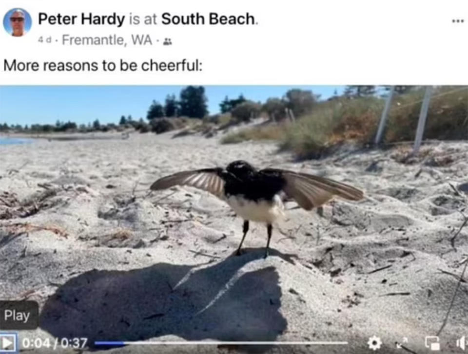 willy wag tail bird on South Beach