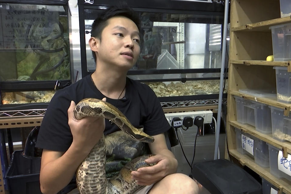 In this image taken from a video, Ken Lee, a registered snake catcher, holds a python as he speaks during an interview at the Hong Kong Society of Herpetology Foundation in Hong Kong Dec. 10, 2020. Hong Kong is home to a variety of snakes, from the venomous king cobra to larger species such as the Burmese python. Whenever one of these reptiles is spotted slithering into a home or coming alarmingly close to a residential area, Lee is among the snake catchers called to capture the creatures. (AP Photo)