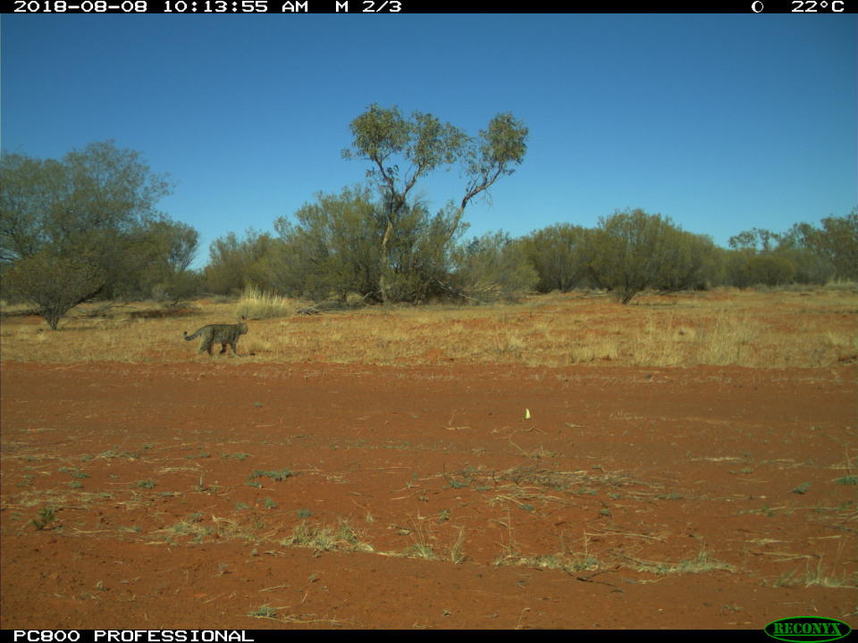 A feral cat wanders the Simpson Desert.