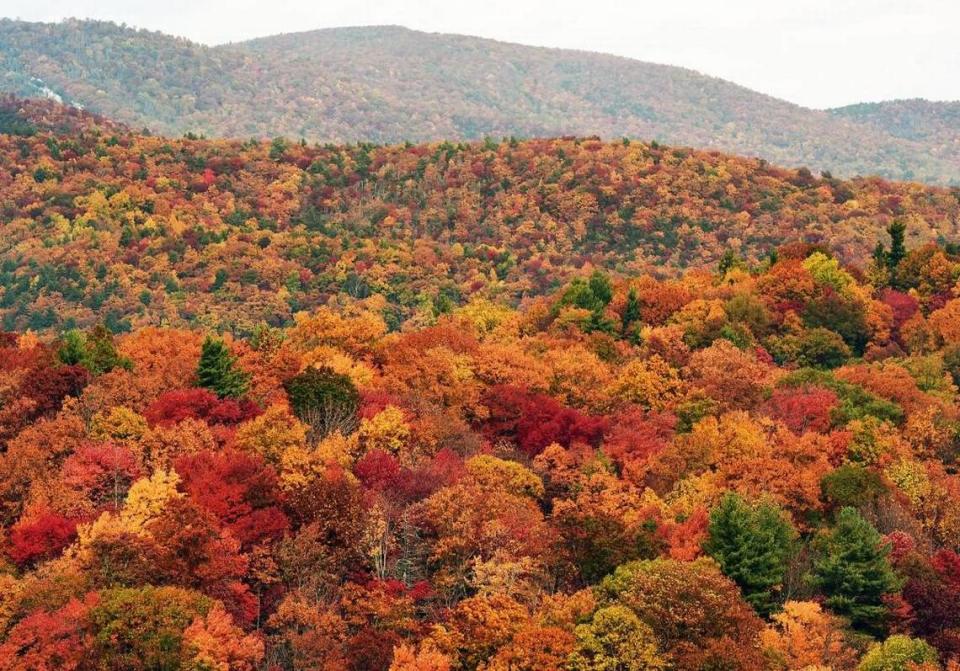 Trees along the ridges and valleys south of Blowing Rock, N.C. on Hwy 321.