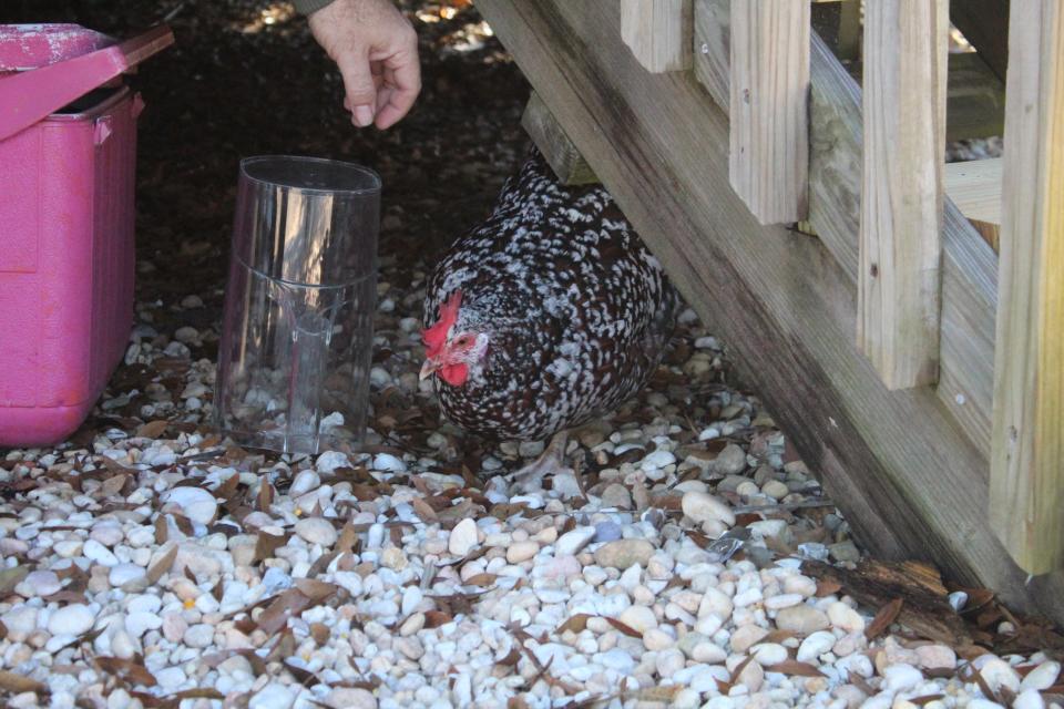 A missing chicken was found in East Hill and returned to its owner on Monday, Jan. 23, 2023.