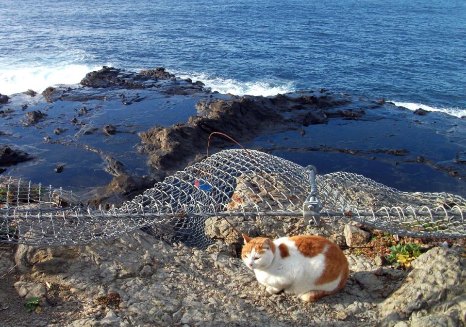 江之島 貓