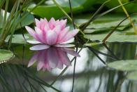 Berühmtes Beispiel dafür, was Bionik ausmacht, ist der Lotus-Effekt. Aufgrund eines besonderen Phänomens steht diese Blume in asiatischen Kulturen für Reinheit: Denn an der Wasserpflanze bleibt kein Schmutz haften. Lange hat es gedauert, ehe Forscher ihrem Geheimnis der Selbstreinigung auf die Spur kamen. (Bild: iStock/daniele2dm)