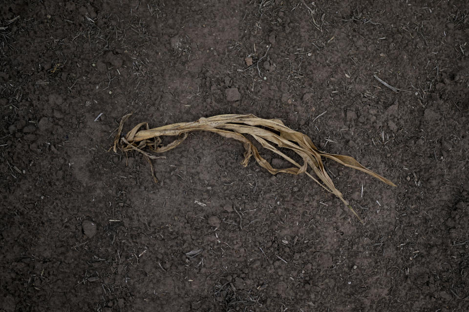 A dry corn plant lays on a field during a drought in Pergamino, Argentina, Monday, March 20, 2023. (AP Photo/Natacha Pisarenko)