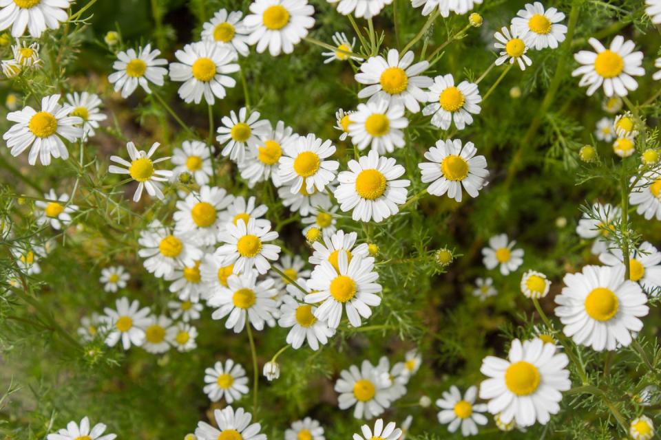 Flower, Flowering plant, Chamaemelum nobile, Oxeye daisy, heath aster, Daisy, Marguerite daisy, mayweed, Plant, chamomile, 