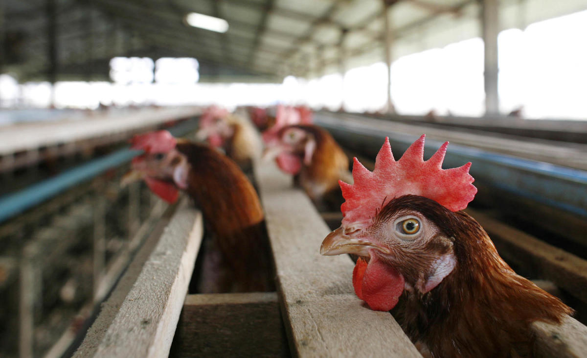As bird flu spreads in the US, is it safe to eat eggs? What to know