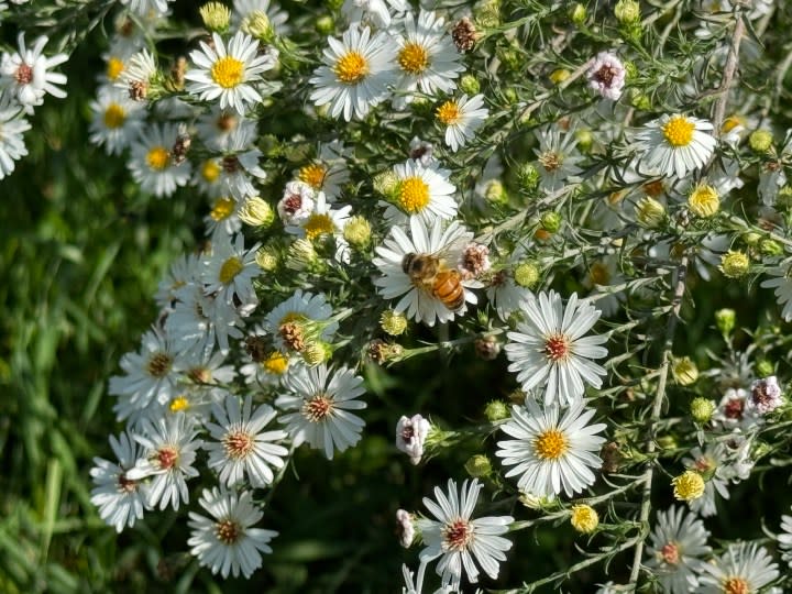 Photo from the iPhone 15 Pro Max telephoto camera of a bee on flowers.