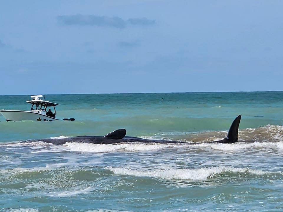 Mote Marine Laboratory scientists and local law enforcement marine units respond to a sperm whale that was found Sunday stranded off of Service Club Park in Venice.