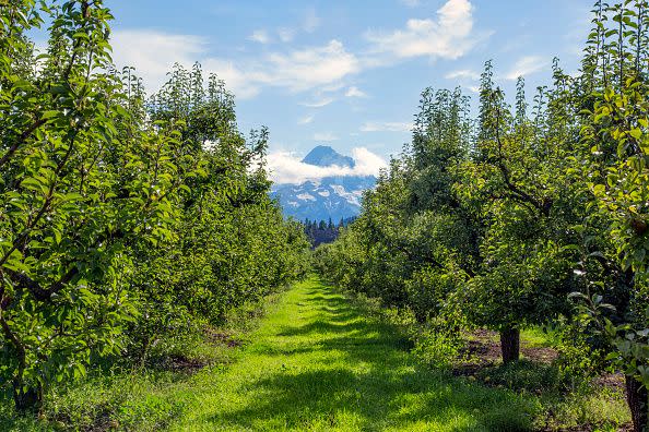 19) Mt. View Orchards, Oregon