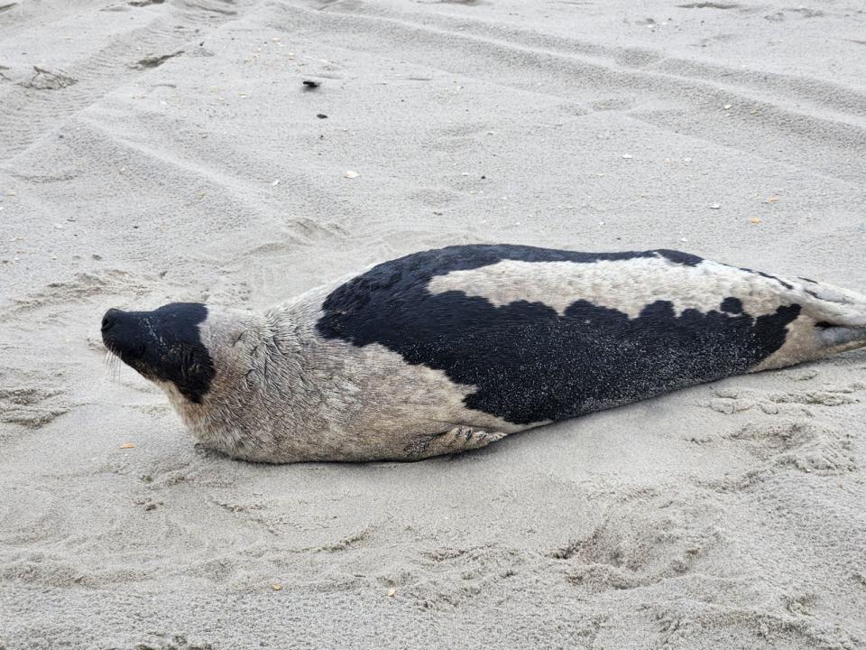 A nearly 151-pound adult harp seal was rescued from a beach in Lavallette on Saturday, according to the Marine Mammal Stranding Center.