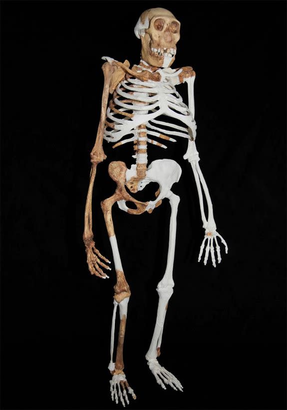 Here a composite reconstruction of <em>Au. sediba</em>, which may be humanity's closest relative. The reconstruction isbased on material from a younger male skeleton (MH1), a female skeleton (MH2) and an adult (MH4), and based upon the research