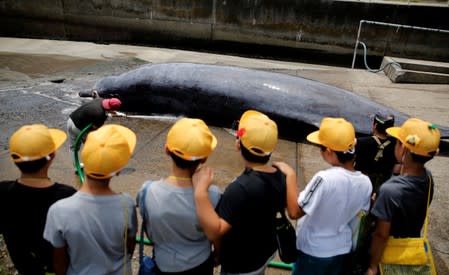 Children watch a Baird's Beaked whale being dragged up to be butchered at Wada port in Minamiboso