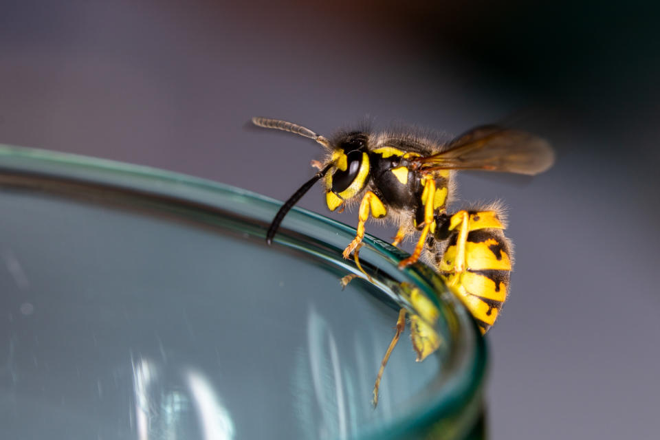 Wasp sitting on a glass