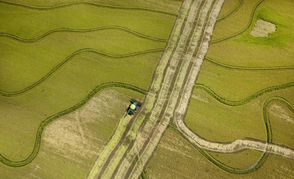 In this Aug. 16, 2012 photo, a combine harvests rice near Tucker, Ark. Consumer groups are pressuring the U.S. Food and Drug Administration to set federal guidance on allowable levels of arsenic in rice, prompting the agency to consider possible new standards. So far, FDA officials say they have found no evidence that suggests rice is unsafe to eat. (AP Photo/Danny Johnston)