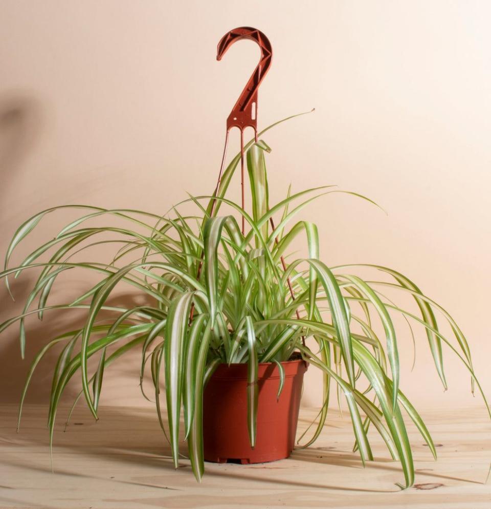 <p>Bonnie Curly Spider </p><p>homebotanicals.com</p><p>$29.99</p><p><a href="https://homebotanicals.com/collections/easy-to-care-for/products/bonnie-curly-spider-in-6-grower-pot" rel="nofollow noopener" target="_blank" data-ylk="slk:Shop Now;elm:context_link;itc:0;sec:content-canvas" class="link ">Shop Now</a></p><span class="copyright">Home Botanicals</span>