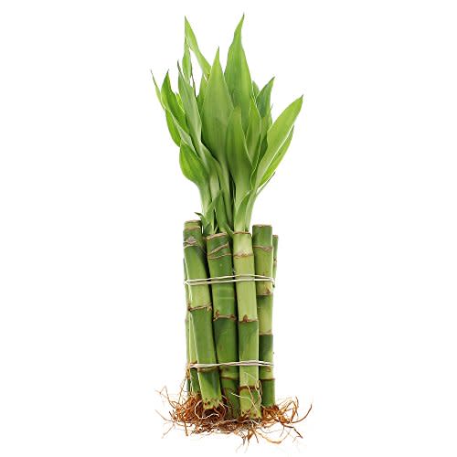 Live Lucky Bamboo 4-Inch Bundle of 10 Stalks - Live Indoor Plants for Home Decor, Arts & Crafts, Zen Gardens and Feng Shui