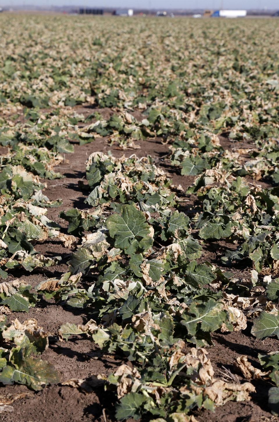 In this Dec. 18, 2013 photo are dormant canola plants in a field near El Reno, Okla. U.S. farmers say the federal government’s recent announcement that it wants to ban unhealthy trans fats could mean big things for the nation’s canola industry. Canola is primarily harvested for an oil that is low in saturated fat and used as a replacement for trans fats. (AP Photo/Sue Ogrocki)