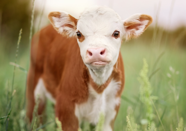 Yes, You Can Own A Fluffy Mini Cow And They Make Great Pets!