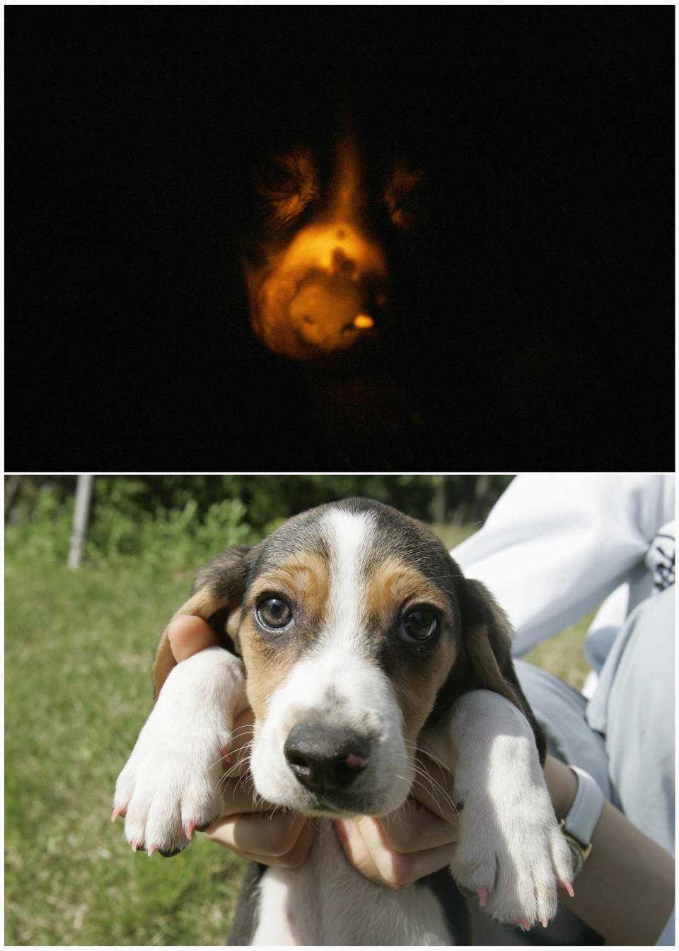 A combination photo shows a cloned fluorescent puppy, a three-month-old beagle, glowing in the dark under ultra-violet light (top) and under daylight (bottom) at Seoul National University's College of Veterinary Medicine in Seoul May 13, 2009. The puppy is one of "2nd generation Ruppies", offspring of "Ruppy", the world's first transgenic dog which carries fluorescent genes. They took a fluorescent protein, much like that produced by some sea anenomes, and inserted it into the cell of a beagle. The name "Ruppy" is a combination of the words "Ruby" and "Puppy", and the offsprings of such dogs will possess the same fluorescent gene as their mothers. REUTERS/Jo Yong-Hak