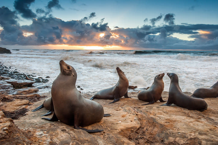 Sea lions resting beach side