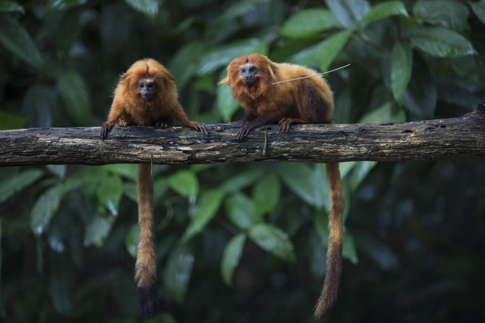 Golden lion tamarins sit on a tree branch in the Atlantic Forest in Silva Jardim, state of Rio de Janeiro, Brazil, Monday, April 15, 2019. “The Atlantic rainforest is one of the planet’s most threatened biomes, more than 90 percent of it was deforested,” said Luis Paulo Ferraz of the nonprofit group called Save the Golden Lion Tamarin. “What is left is very fragmented.” (AP Photo/Leo Correa)