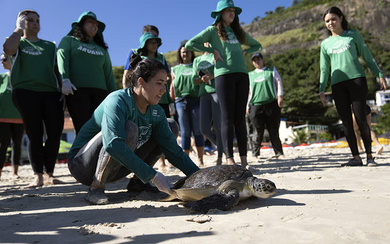 Biologist Larissa Araujo releases a green sea turtle on the beach after it was caught temporarily at a feeding site