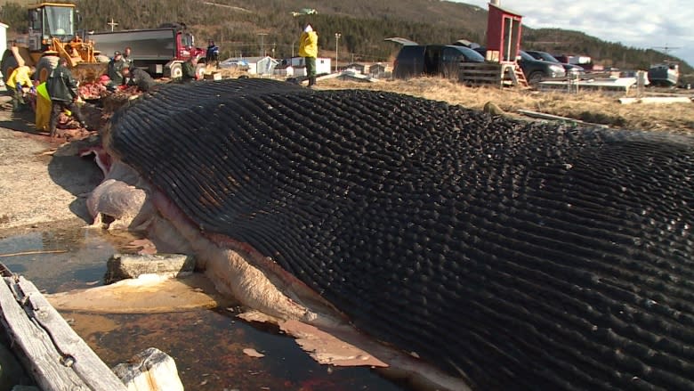 Famous blue whale gets own show at Royal Ontario Museum