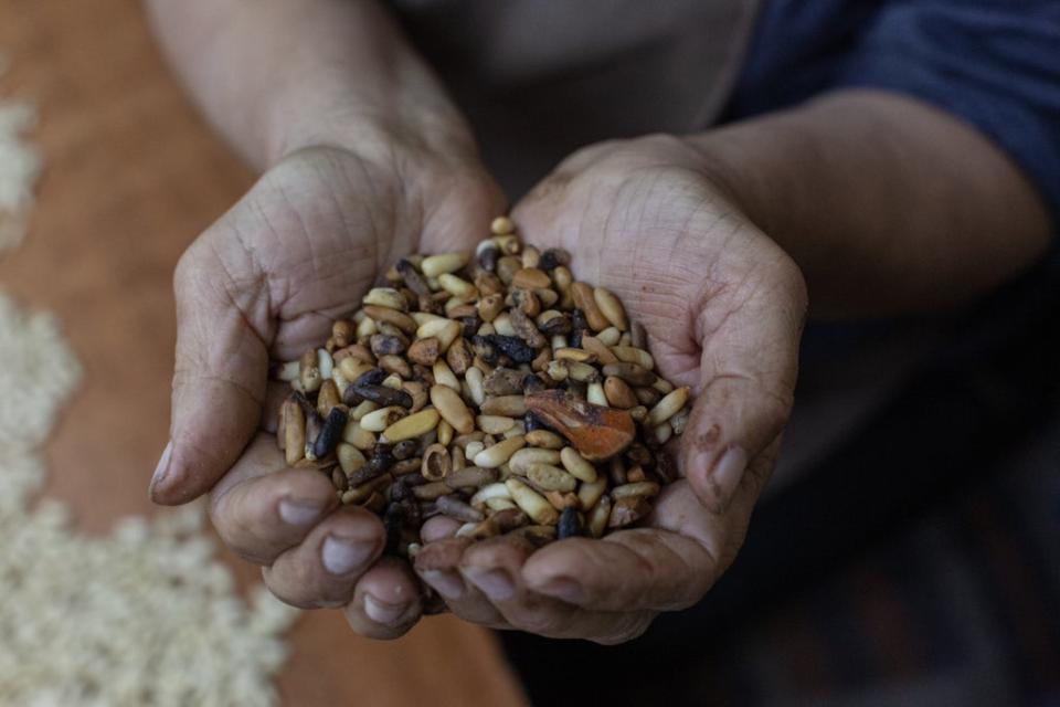 Sanaa Makarem holds a handful of pine seeds withered by an insect infestation (Sam Tarling / Oxfam)