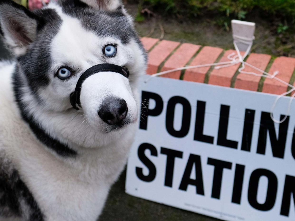 A dog guards a polling station in Hartlepool: Getty Images