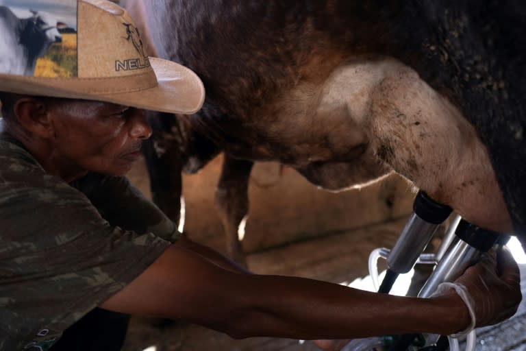 Un hombre ordeña una vaca en el estado brasileño de Minas Gerais el 16 de abril de 2024 (Douglas Magno)