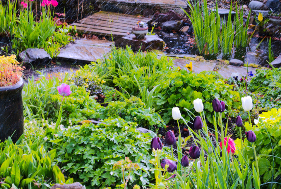 Image of a Scottish country garden full of spring flowering bulbs including tulips and daffodils seen in a shower of rain