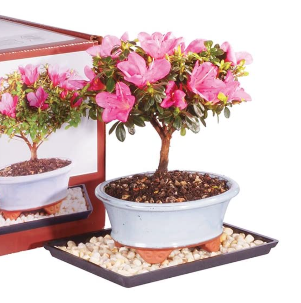 18) Brussel's Live Hawaiian Umbrella Indoor Bonsai Tree Kit - 3 Years Old; 8" to 10" Tall with Decorative Container